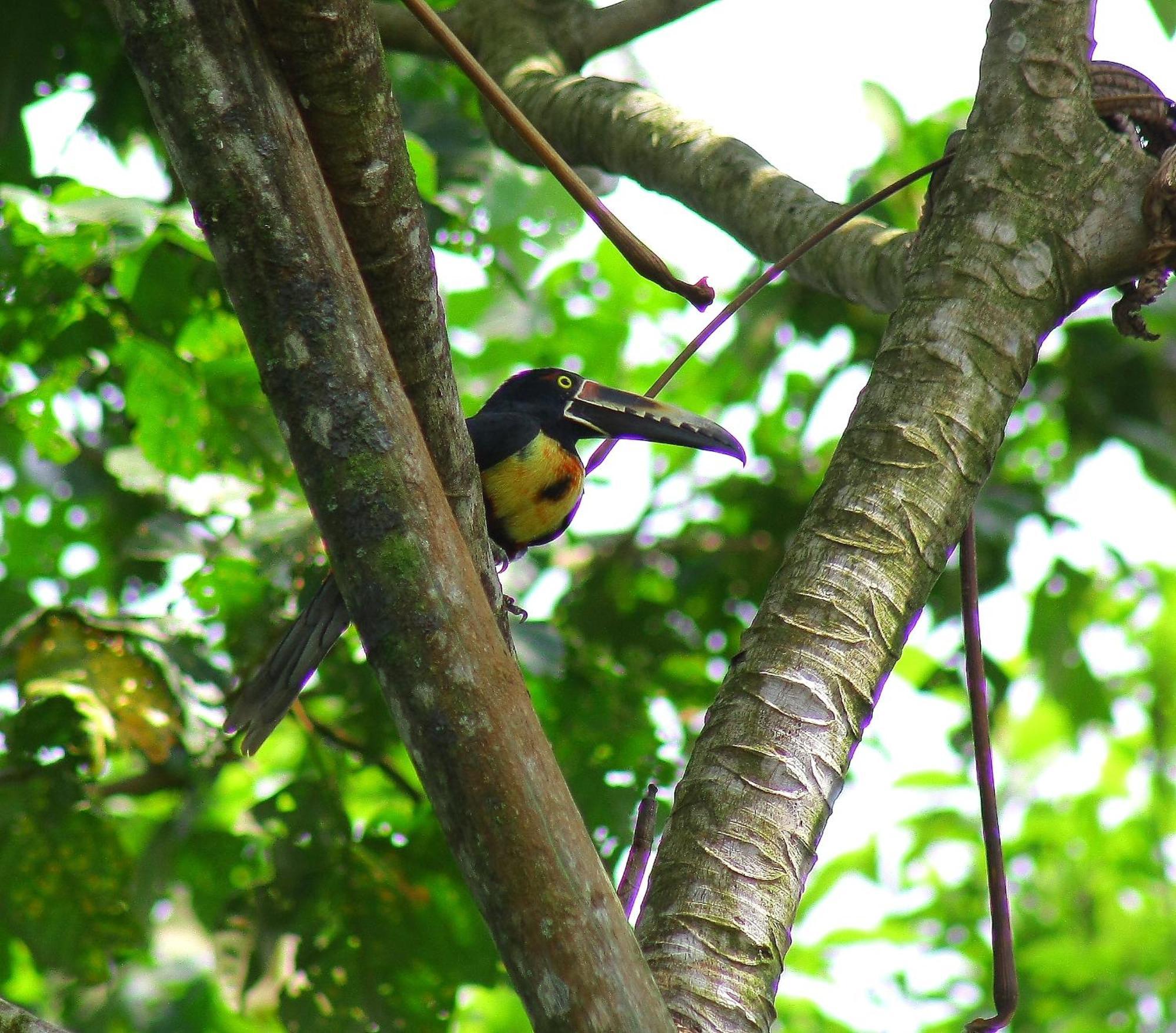 Catarata Eco Lodge La Fortuna Kültér fotó